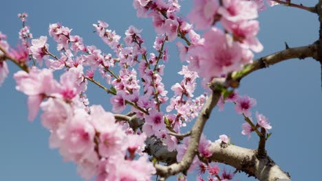 bajo ángulo de disparo hermoso árbol de cerezo sakura en flor contra el cielo azul