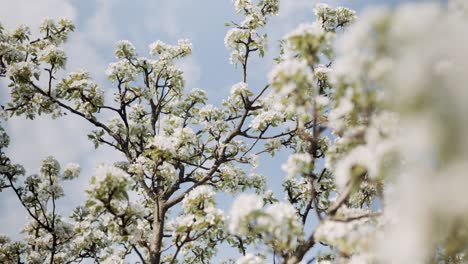 blossoms on cherry tree branch blooms spring flares close up