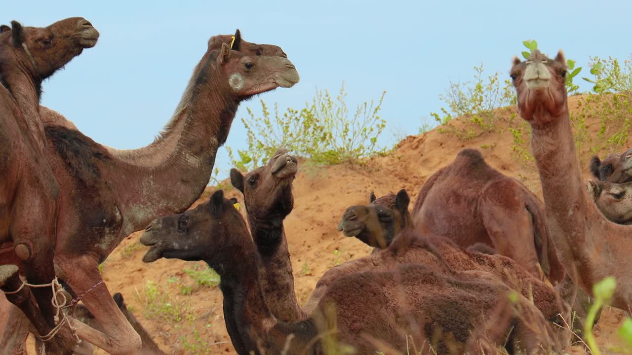 푸쉬카르 박람회에서 낙타, 또한 푸쉬카르 낙타 박람회 또는 지역적으로 카르틱 멜라 (kartik mela) 는 인도의 푸쉬카르 라자스탄 시에서 매년 열리는 다일 축산 박람회 및 문화 박람회입니다.