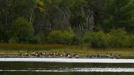 Slow-motion-Canada-geese-bathing-and-eating-in-shallow-pond-30p