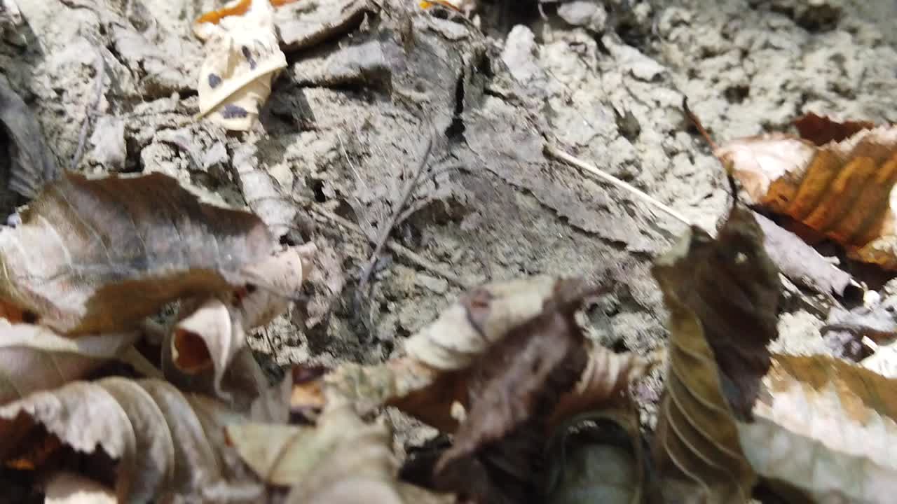 가을 날 숲에 떨어진 마른 단풍