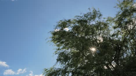 Sonne,-Die-Durch-Zweige-Von-Bäumen-Blinkt,-Bewegt-Sich-Durch-Starken-Wind