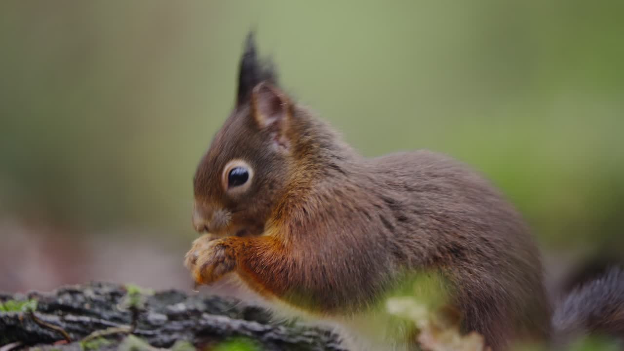 Red squirrel with head raised on mossy patch, ears pointed, whiskers forward in alert stance