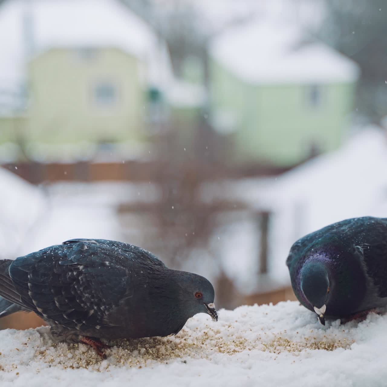 Pigeons eating in cold winter outdoors. Birds on the streets of the city.