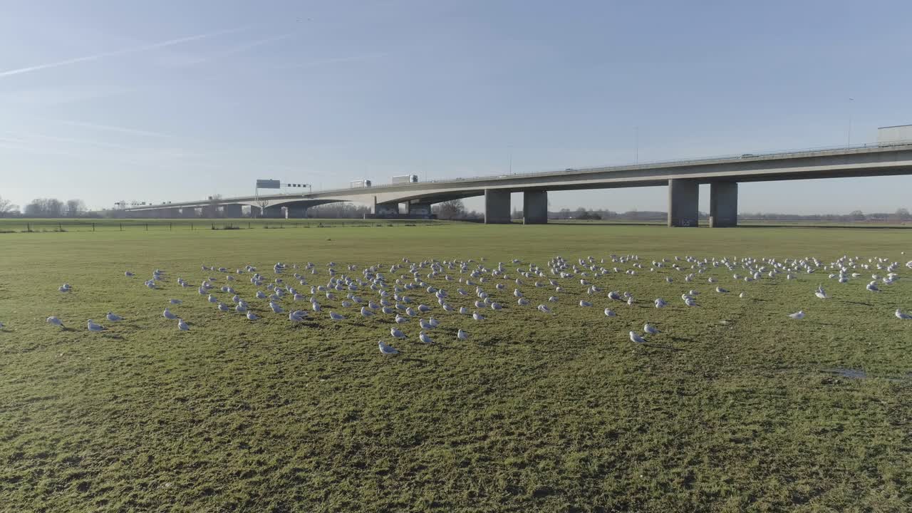 자연에서 갈매기와 고속도로 교량의 드론 샷