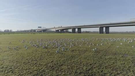 drone shot of gulls and highway bridge in nature