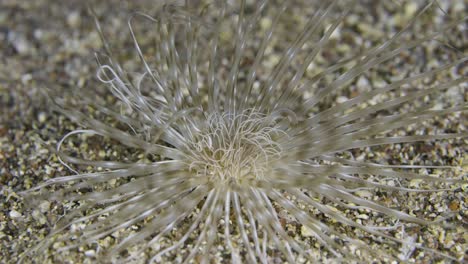 파키세리안투스 마우아 (pachycerianthus maua) 줄이 있는 튜브에 사는 아네모네