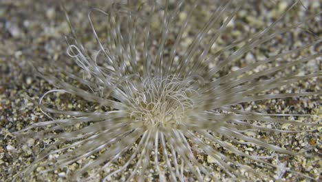 pachycerianthus maua. anemone, die in röhren lebt