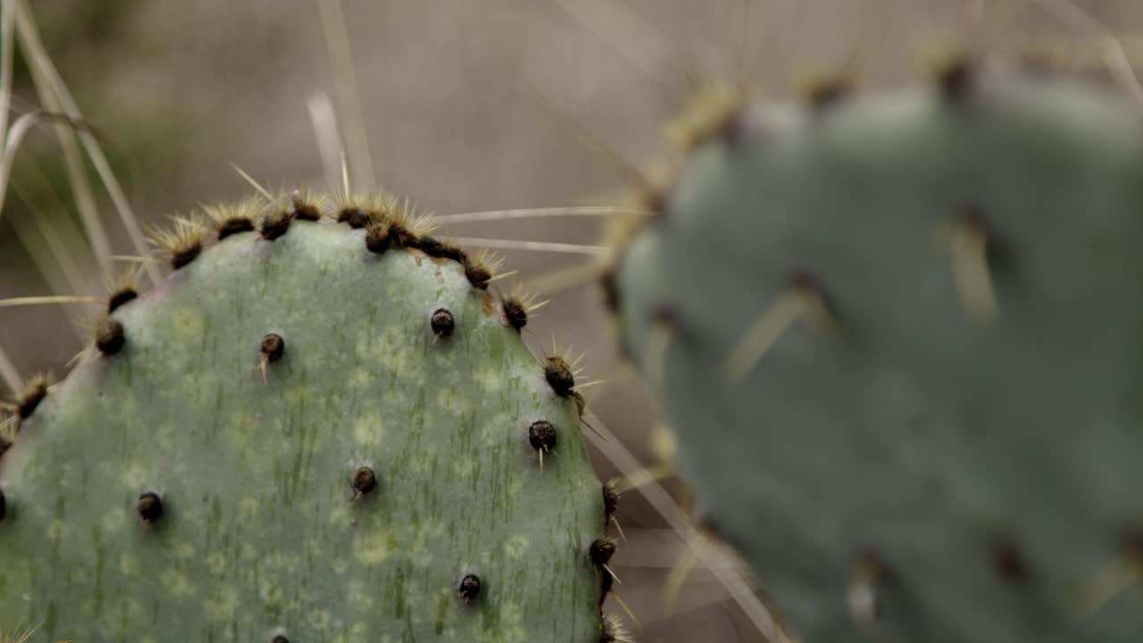 Macro shot of Texas cactus focus racking