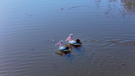 two pelicans swim side by side on tranquil water