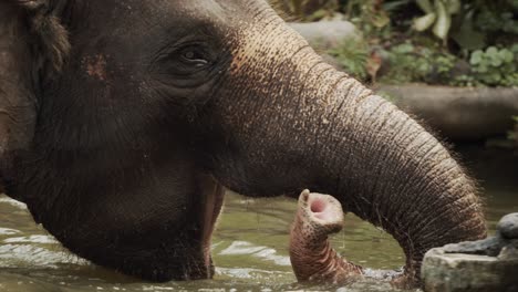 elephant plays with water in big waterhole