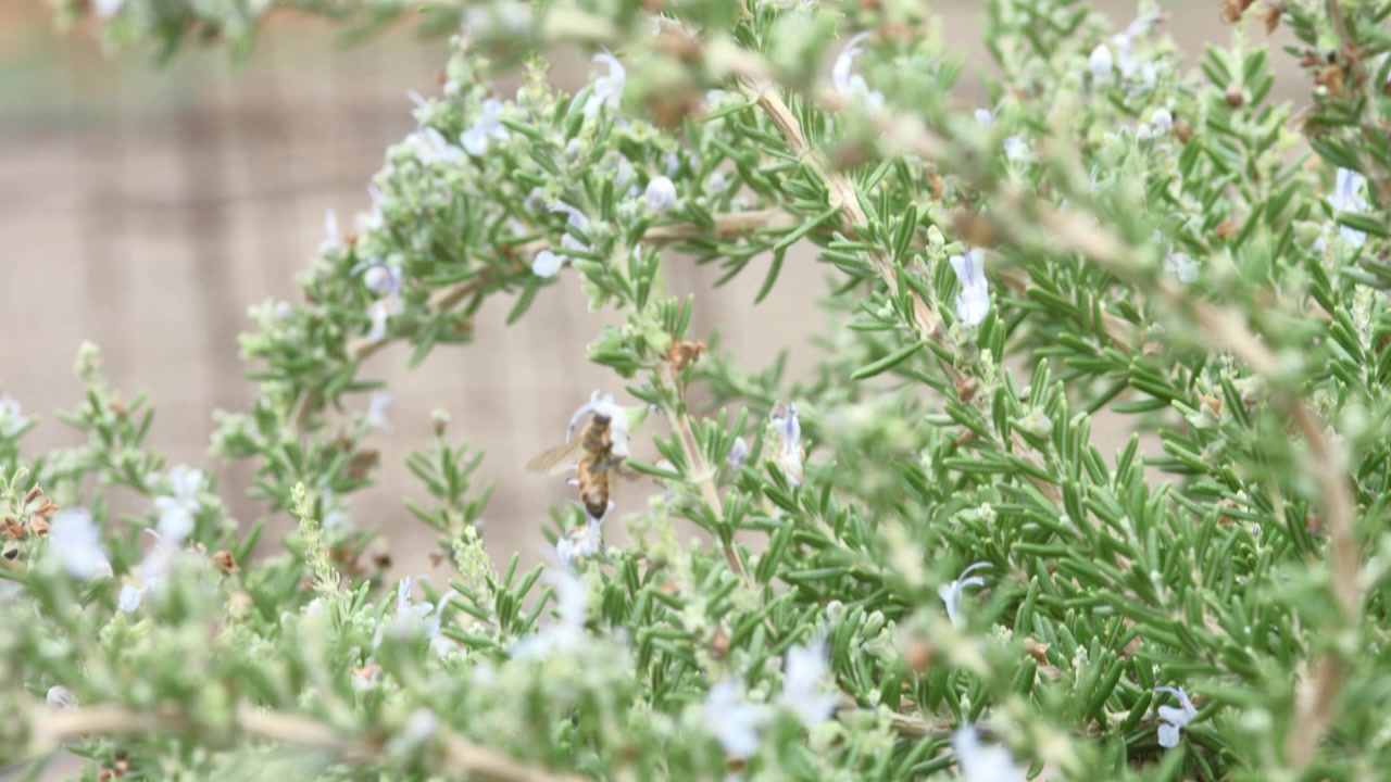 Abeilles mellifères visitant un buisson à fleurs bleues