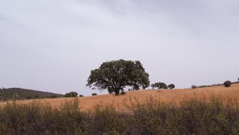 Alcornoque-Solitario-En-Medio-De-Llanuras-Doradas-Bajo-Un-Cielo-Nublado-En-Alentejo,-Portugal