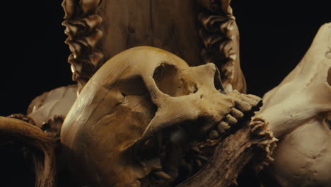 skull and bone display