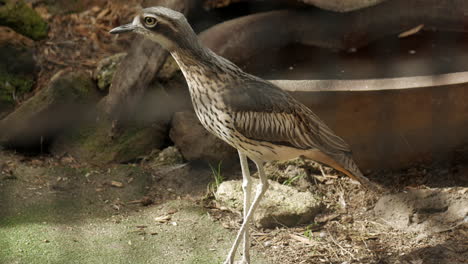 bush thick knee bird remaining still whilst in captivity within a wildlife sanctuary