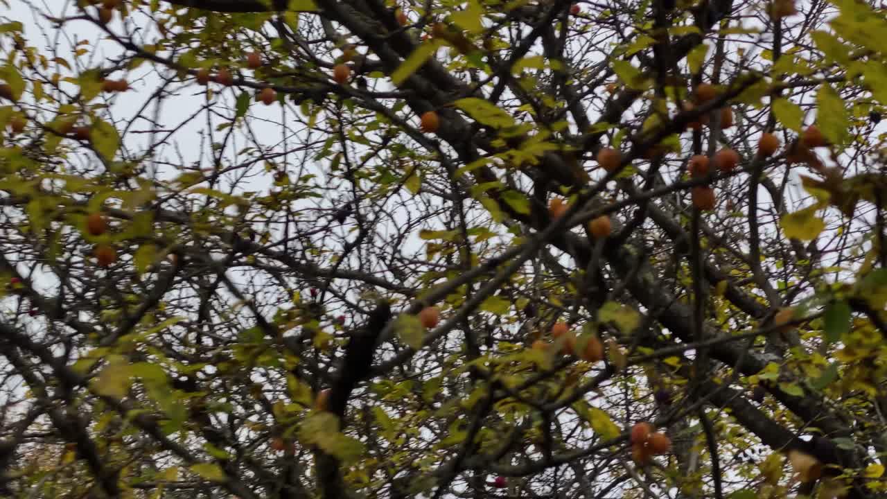 A Beautiful Girl in Wil Forest Picks A Yellow Plum from Colorful Autumn Tree with Yellow Green leave in a Rainy Day in Iran and Taste Its Sour Sense of Delicious Wild Fruit in Jungle of Savadkuh