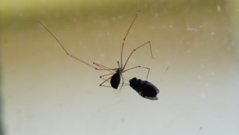 Fly-caught-in-a-web-being-wrapped-in-silk-and-bit-by-a-cellar-spider