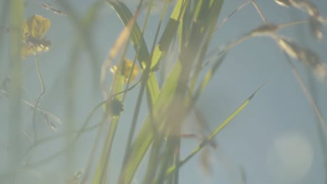 Butterblumen-Wildblumen-Auf-Einer-Ländlichen-Wiese