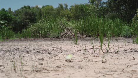 la mariposa vuela sobre la tierra seca del estanque con árboles verdes en el fondo