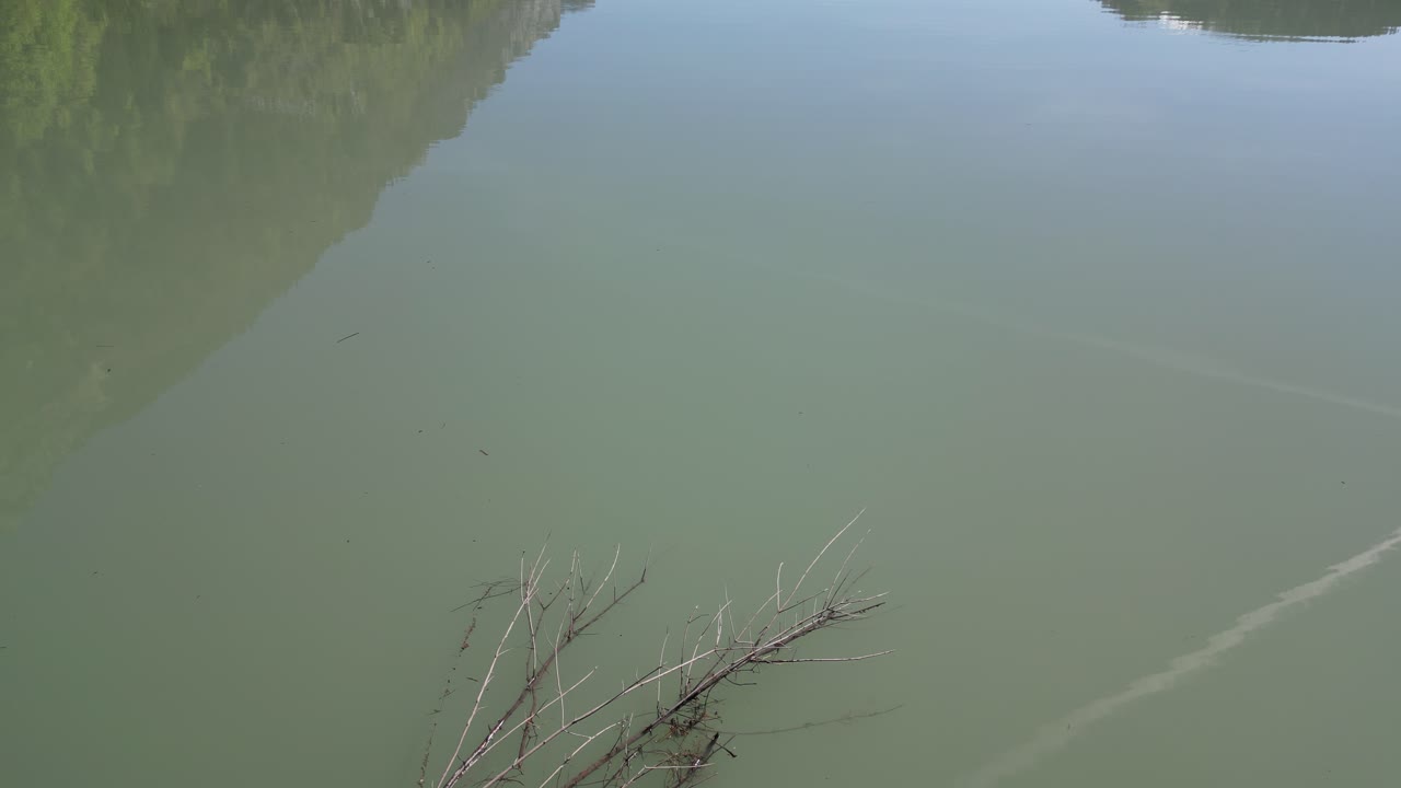 나무 가지 가 산 이 반사 되는 물체 에 떨어지는 것