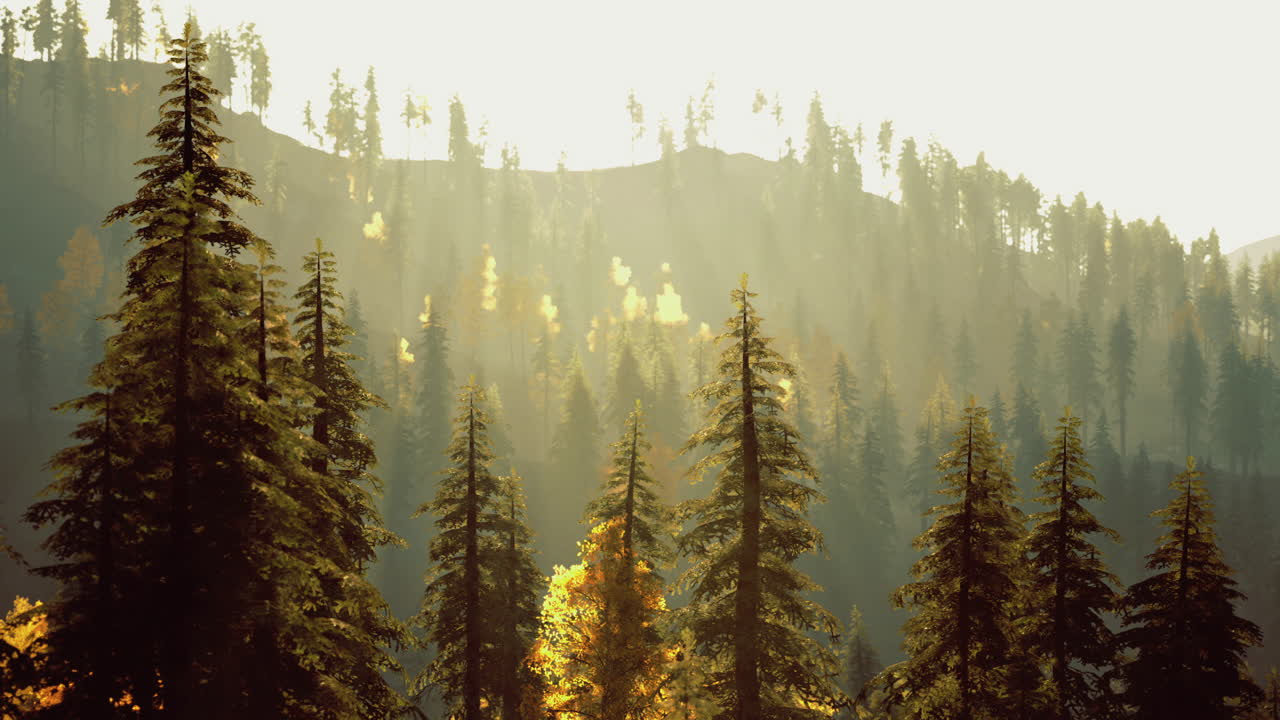 Sunlight filters through a dense forest creating a serene atmosphere