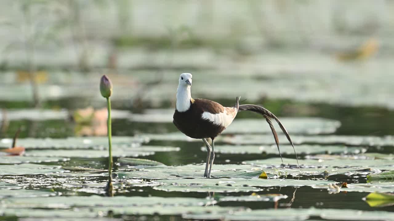 A serene moment as a Pheasant-tailed Jacana gently preens its feathers near a blooming lily, capturing the grace and calm of wetland life