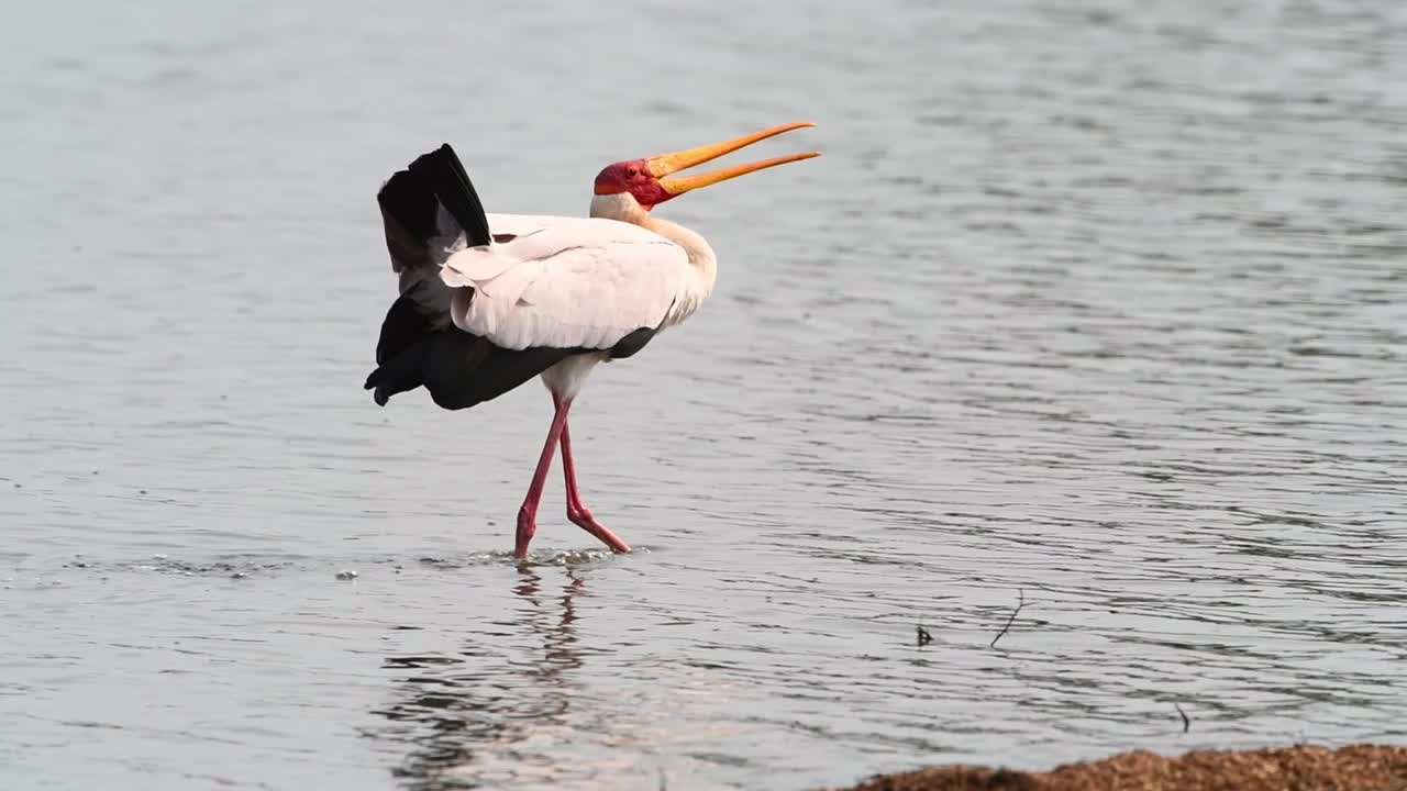 una toma amplia de una cigüeña de pico amarillo caminando por las aguas poco profundas con su pico abierto, parque nacional kruger