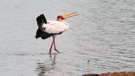 una toma amplia de una cigüeña de pico amarillo caminando por las aguas poco profundas con su pico abierto, parque nacional kruger