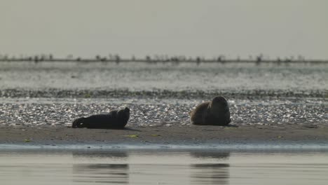 Harbor-seals