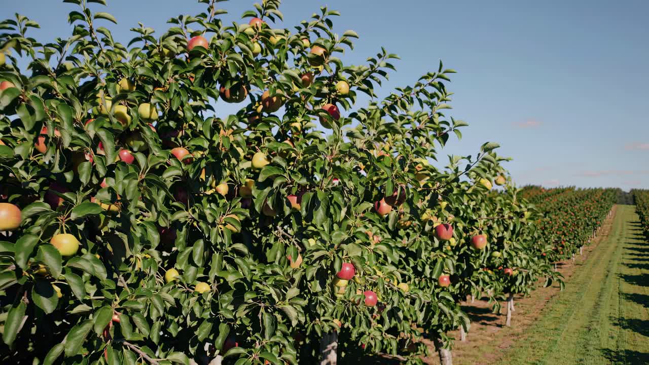 Close-up video shot of ripe apples on a tree branch in an orchard, captured from a low angle
