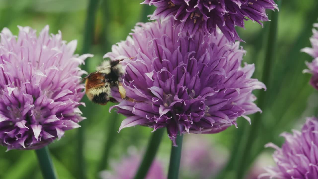 Orange-belted Bumblebee Collecting Nectar From Purple Flower Of Chive Plant. closeup shot