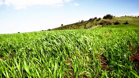 Windige,-Sich-Bewegende-Naturlandschaft-Mit-Grünem-Gras