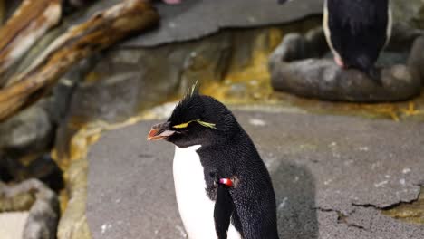 penguin walking past rocky background, looking around