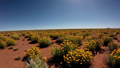 vibrant desert bloom under a bright blue sky