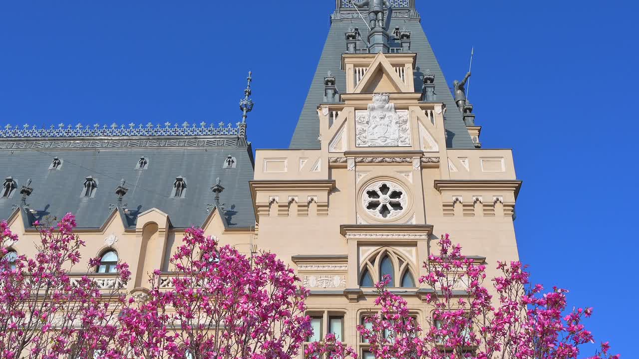 Pink magnolia trees in front of the Palace of Culture in Iasi, Romania