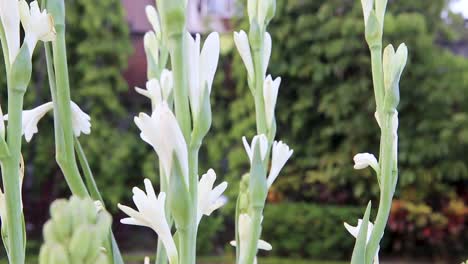 美麗的 tuberose 花在綠色花園放大,被風吹過