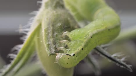 oruga verde en hojas verdes de un arbusto de tomate en primer plano