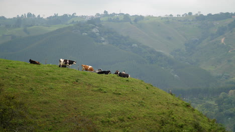 cows with the best view on a cliff side overlooking the countryside