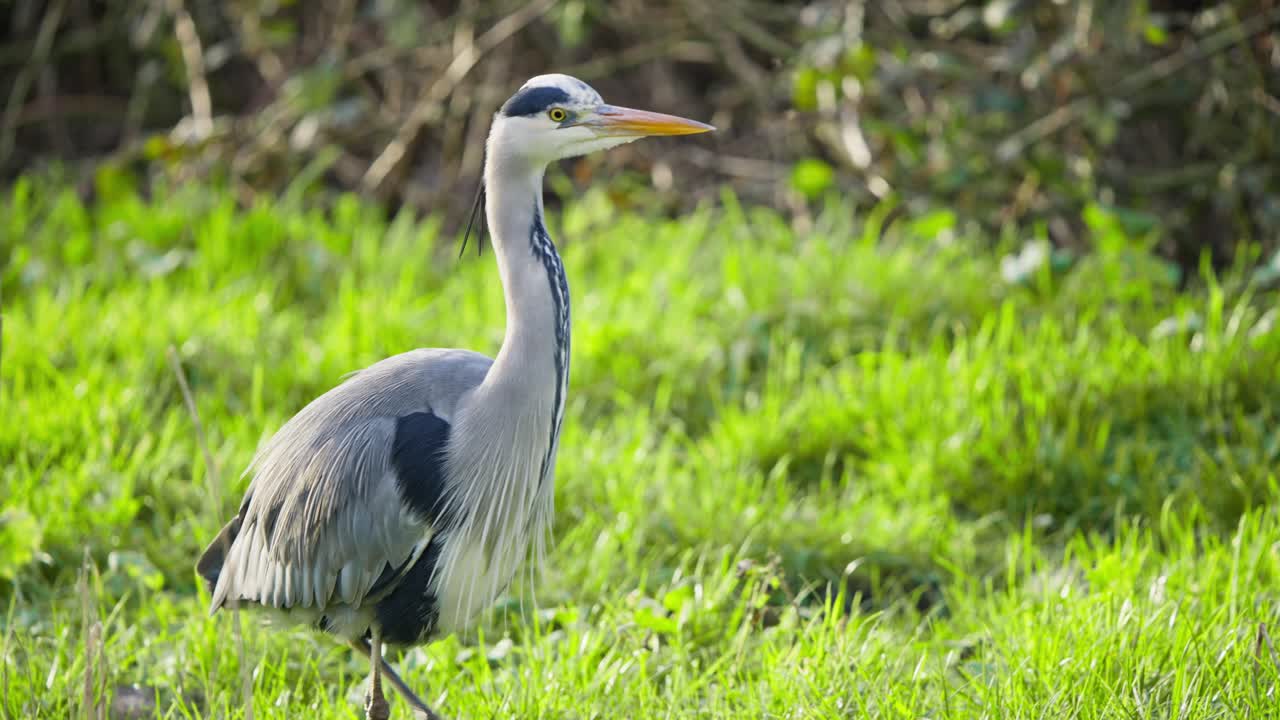 серая птица с длинной шеей, шагающая по зеленым травяным водно-болотным угодьям