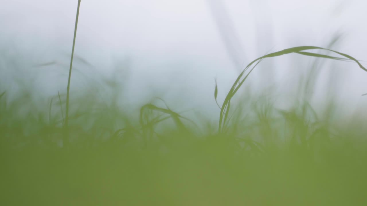 big close up macro shot of the grass lawn shaking with the wind