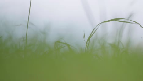 big close up macro shot of the grass lawn shaking with the wind