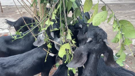 rural scene of black goats grazing in dry land, dhaka, bangladesh