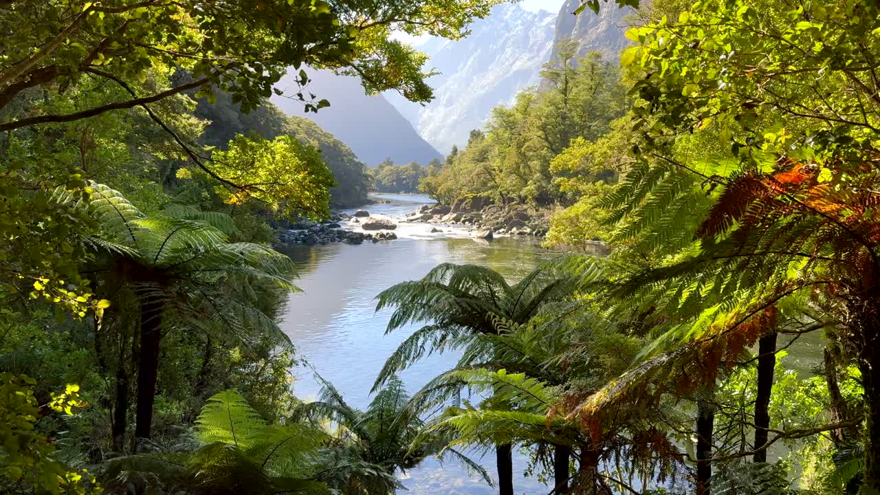 Think forest cloaking mountain river in Fiordland National Park in New Zealand