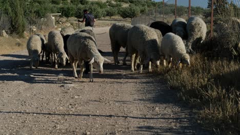 shepman carrying sheep