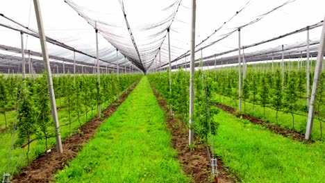 rows of apple trees growing on trellis with net