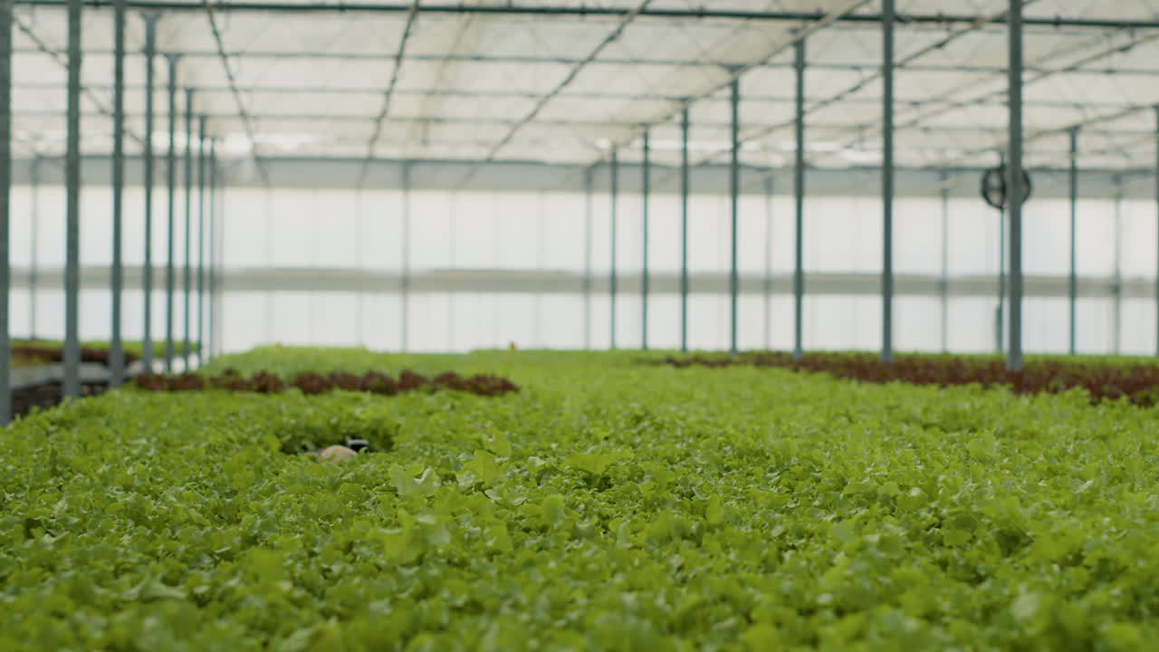 cultivo de lechuga hidropónica en un invernadero