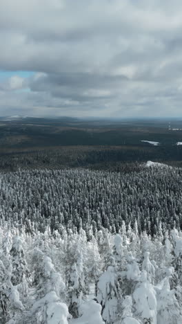 snowy forest landscape from above