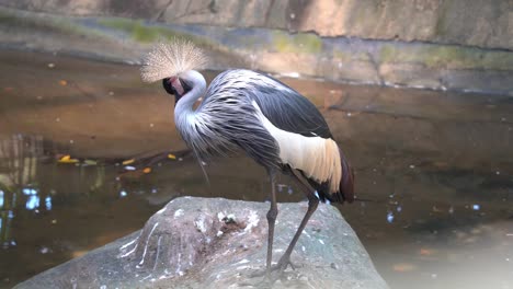 prächtiger graukronenkranich, balearica regulorum entdeckt, der seine schönen federn mit seinem schnabel putzt und pflegt und bald darauf guano auf den felsen im vogelschutzgebiet, wildpark fallen lässt