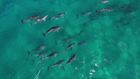 imágenes aéreas de un grupo de delfines alrededor de cook island, nsw, australia