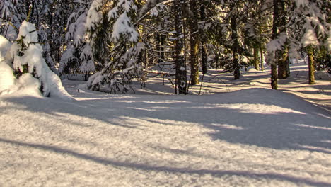 Zeitraffer-Von-Wald--Oder-Waldzweigen,-Die-Sich-Auf-Dickem,-Schneebedecktem-Boden-Bewegen